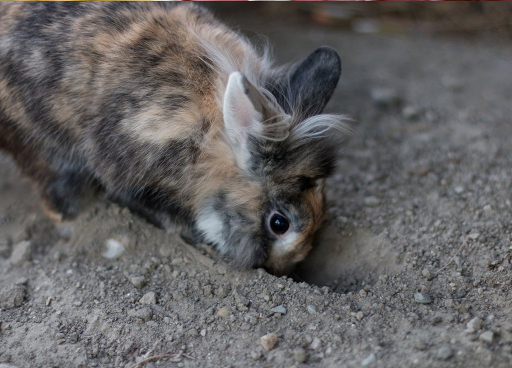 Dwarf rabbit digging into ground