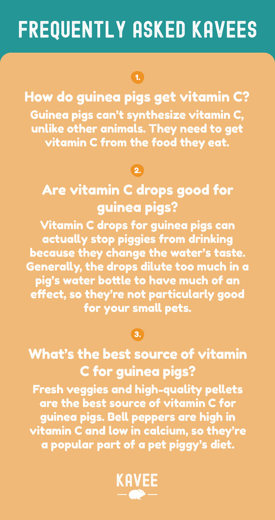 FAK - Frequently Asked Kavees:  Q: How do guinea pigs get vitamin C? A: Guinea pigs can’t synthesize guinea pig vitamin C, unlike other animals. They need to get vitamin C from the food they eat.  Q: Are vitamin C drops good for guinea pigs? A: Vitamin C drops for guinea pigs can actually stop piggies from drinking because they change the water’s taste. Generally, the drops dilute too much in a pig’s water bottle to have much of an effect, so they’re not particularly good for your small pets.  Q: What’s the best source of vitamin C for guinea pigs? A: Fresh veggies and high-quality pellets are the best source of vitamin C for guinea pigs. Bell peppers are high in vitamin C and low in calcium, so they’re a popular part of a pet piggy’s diet.