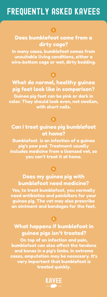 Frequently Asked Kavees: 1. Does guinea pigs' bumblefoot come from a dirty cage? In many cases, bumblefoot comes from unsuitable living conditions, either a wire-bottom cage or wet, dirty bedding. 2. What do normal, healthy guinea pig feet look like in comparison? Guinea pig feet can be pink or dark in color. They should look even, not swollen, with short nails. 3. Can I treat guinea pig bumblefoot at home? Bumblefoot  is an infection of a guinea pig’s paw pad. Treatment usually includes medicine from a licensed vet, so you can’t treat it at home. 4. Does my guinea pig with bumblefoot need medicine? Yes, to treat bumblefoot, you normally need antibiotics and painkillers for your guinea pig. The vet may also prescribe an ointment and bandages for the feet. 5. What happens if bumblefoot in guinea pigs isn’t treated? On top of an infection and pain, bumblefoot can also affect the tendons and bones in a pig’s limbs. In extreme cases, amputation may be necessary. It’s very important that bumblefoot is treated quickly.