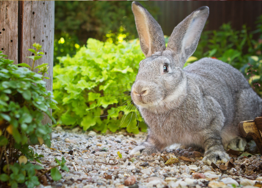 Flemish giant rabbit outdoors in a garden