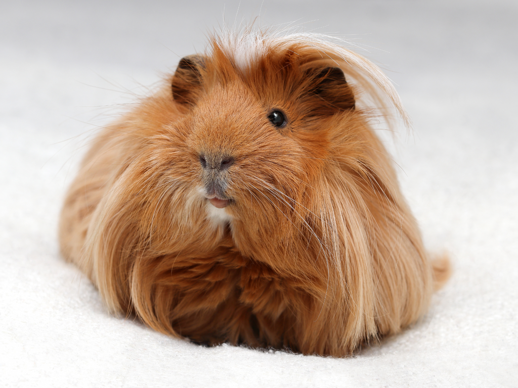 Focus on a guinea pig face