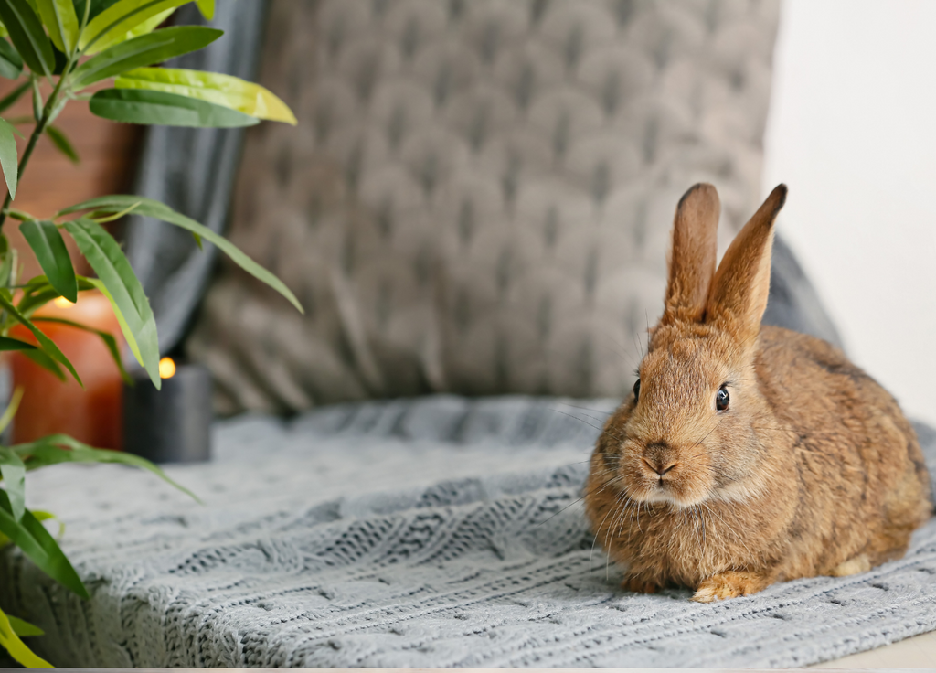 Free roaming rabbit sitting on a couch next to a plant