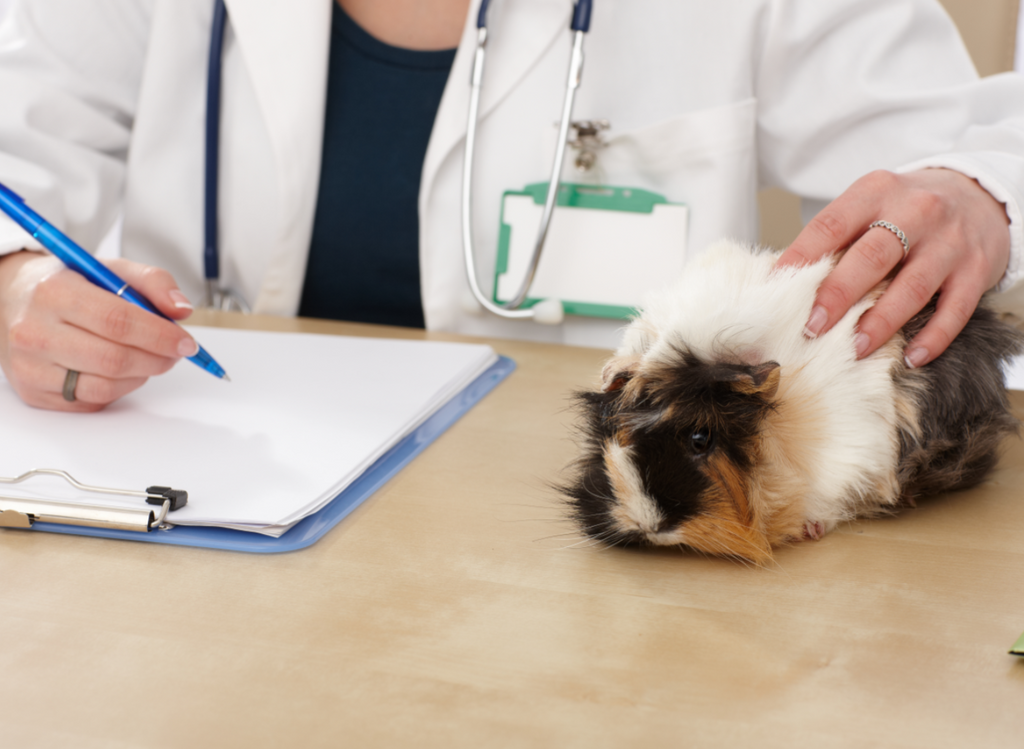 Guinea pig at the vet