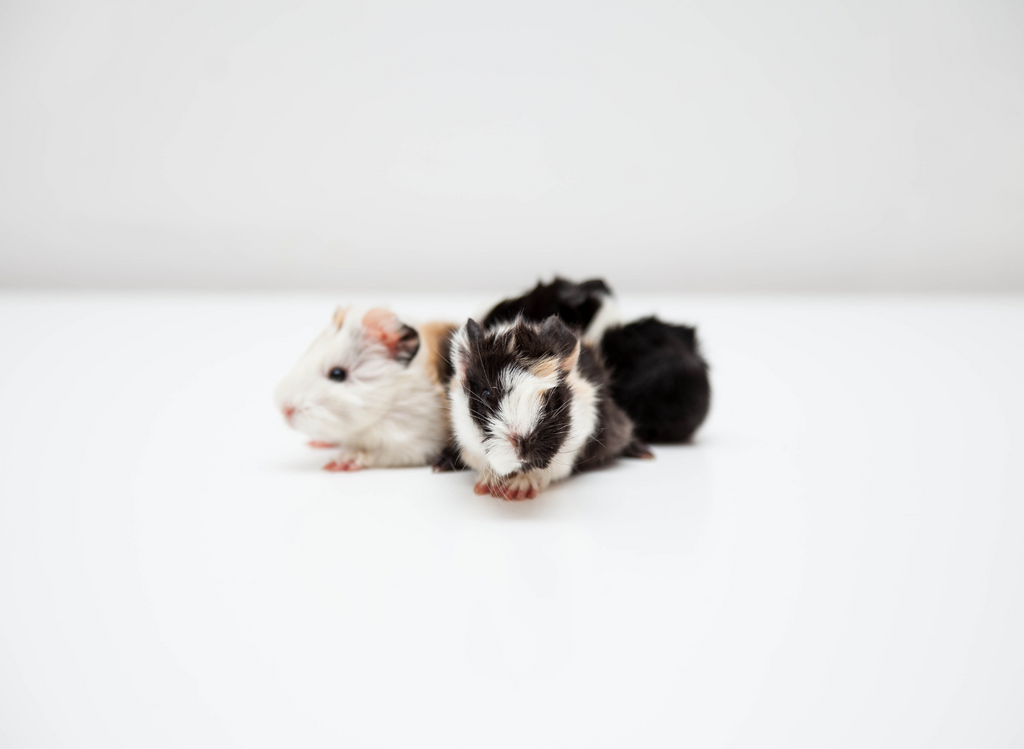 A pair of baby guinea pigs