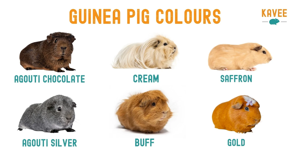 a chart of guinea pig colours continued