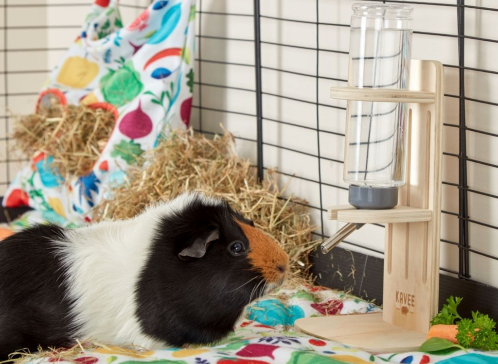 Guinea pig drinking from Kavee water bottle holder