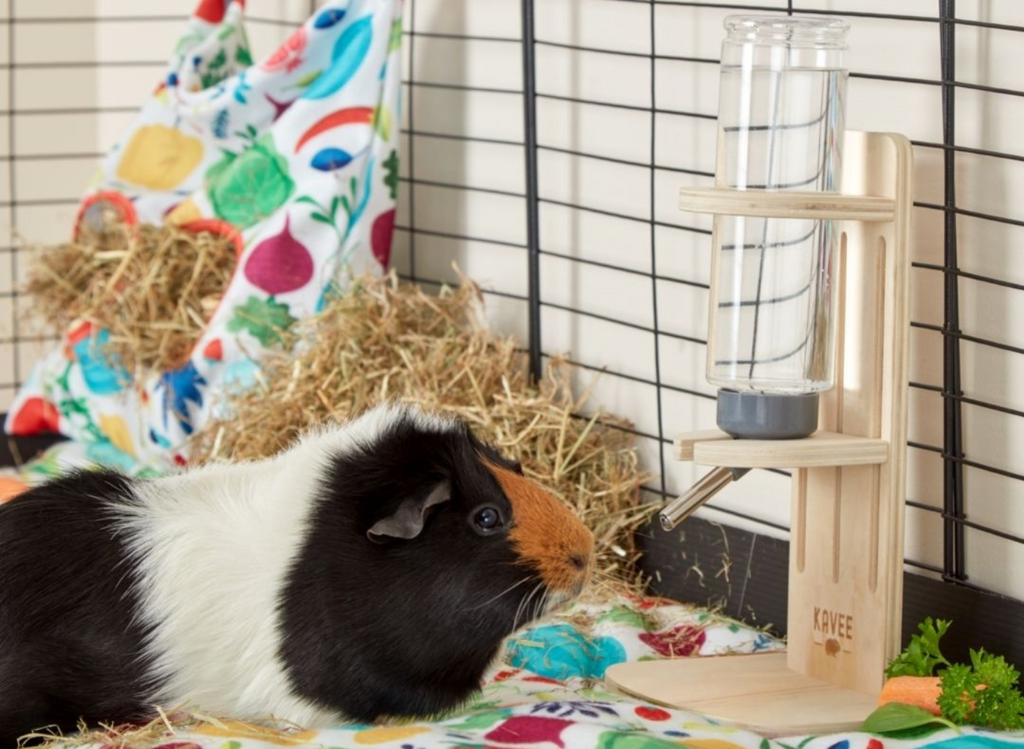 Guinea pig drinking from Kavee wooden water bottle holder