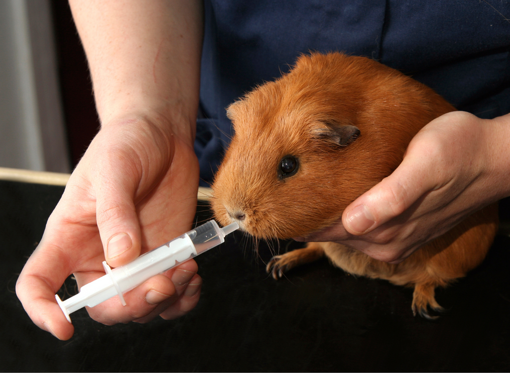 Guinea pig drinking from a syringe