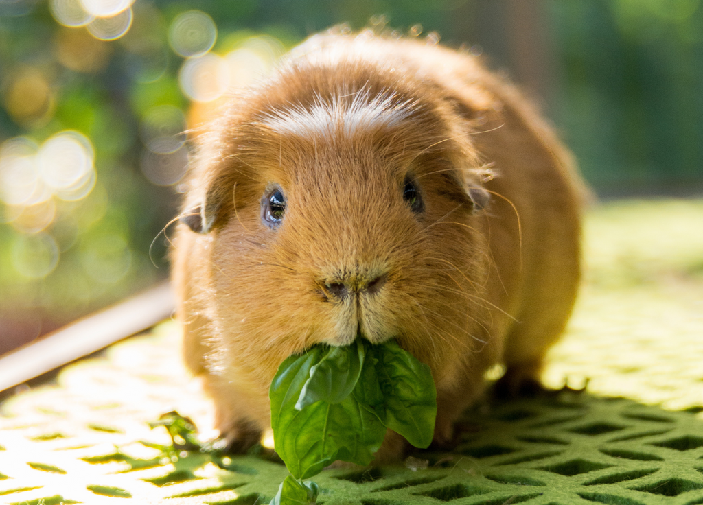 Guinea pig eating basil