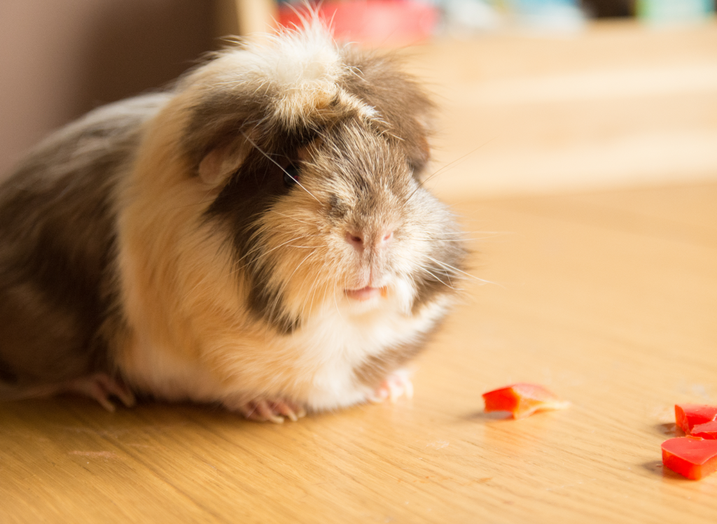 Guinea pig eating a bell pepper