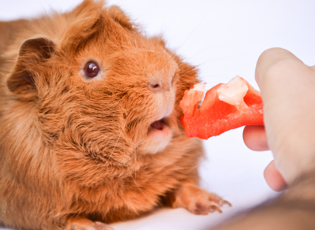 Guinea pig being fed by hand.