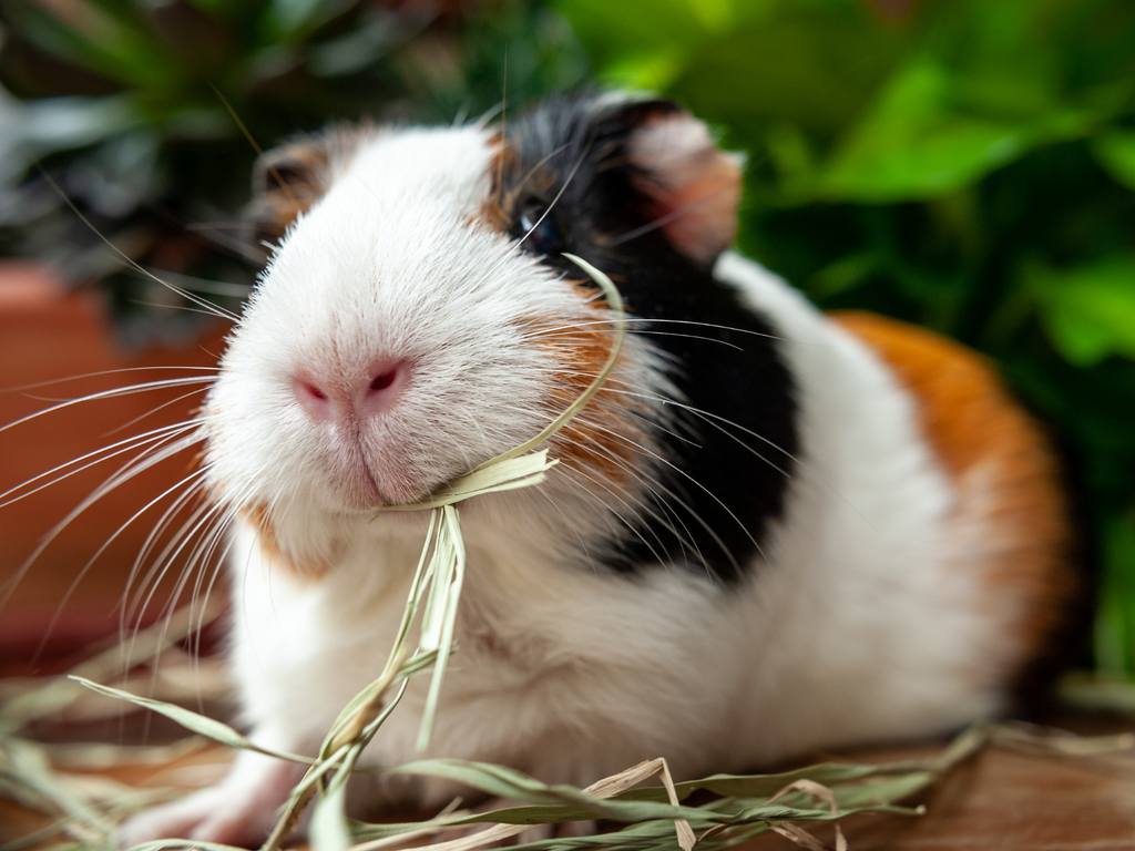 Guinea pig eating hay