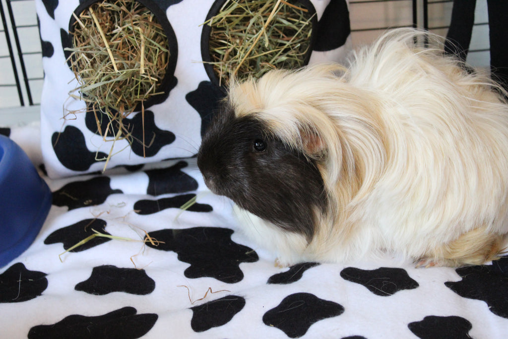 Guinea pig eating hay from Kavee hay sack