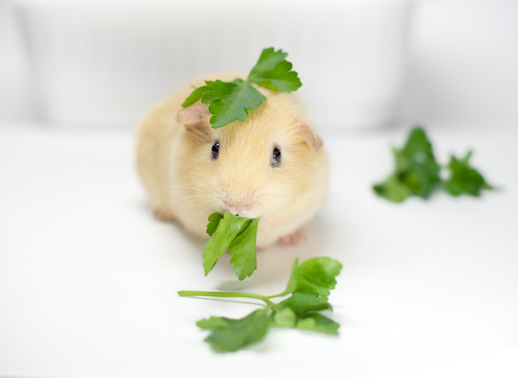 Guinea pig pup eating some veggies