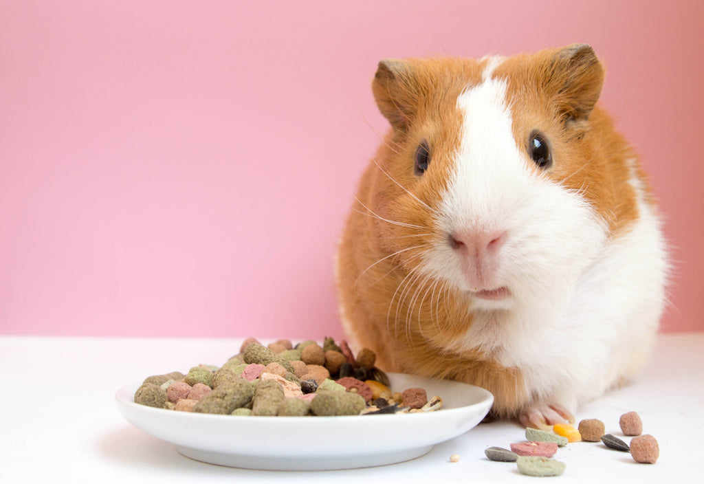 Guinea pig eating pellets