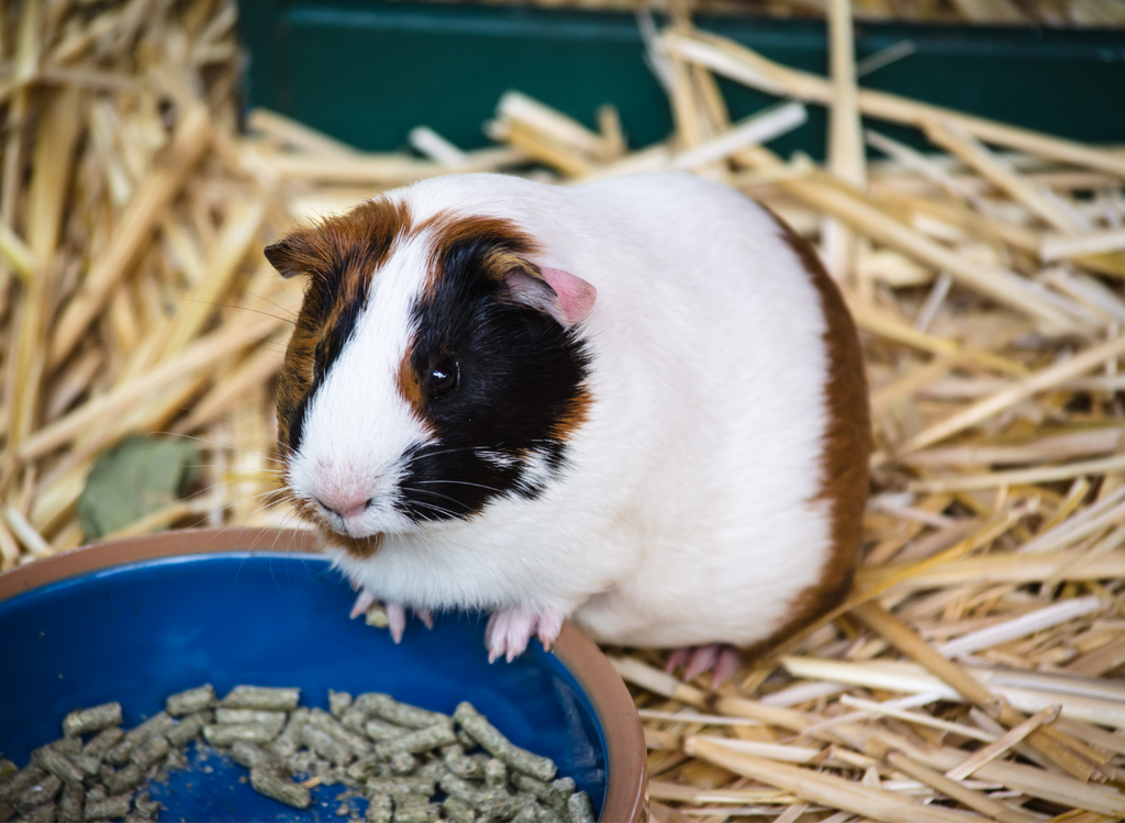 Guinea pig eating some pellets on a bed of hay