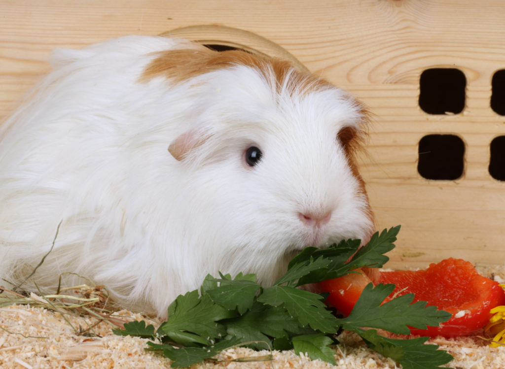 Guinea pig eating vegetables.