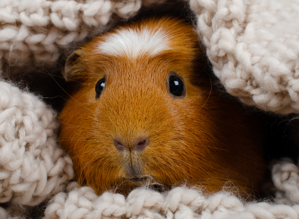 Brown guinea pig face showing up from their hidey.