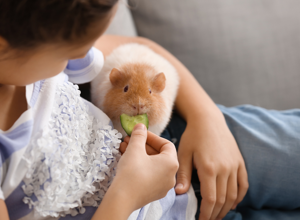 Guinea pig eating a slice of cucumber on a kid's lap.