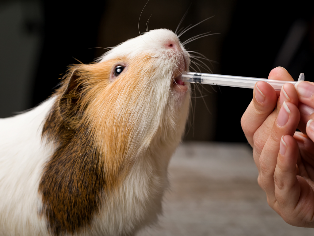 Guinea pig fed by syringe