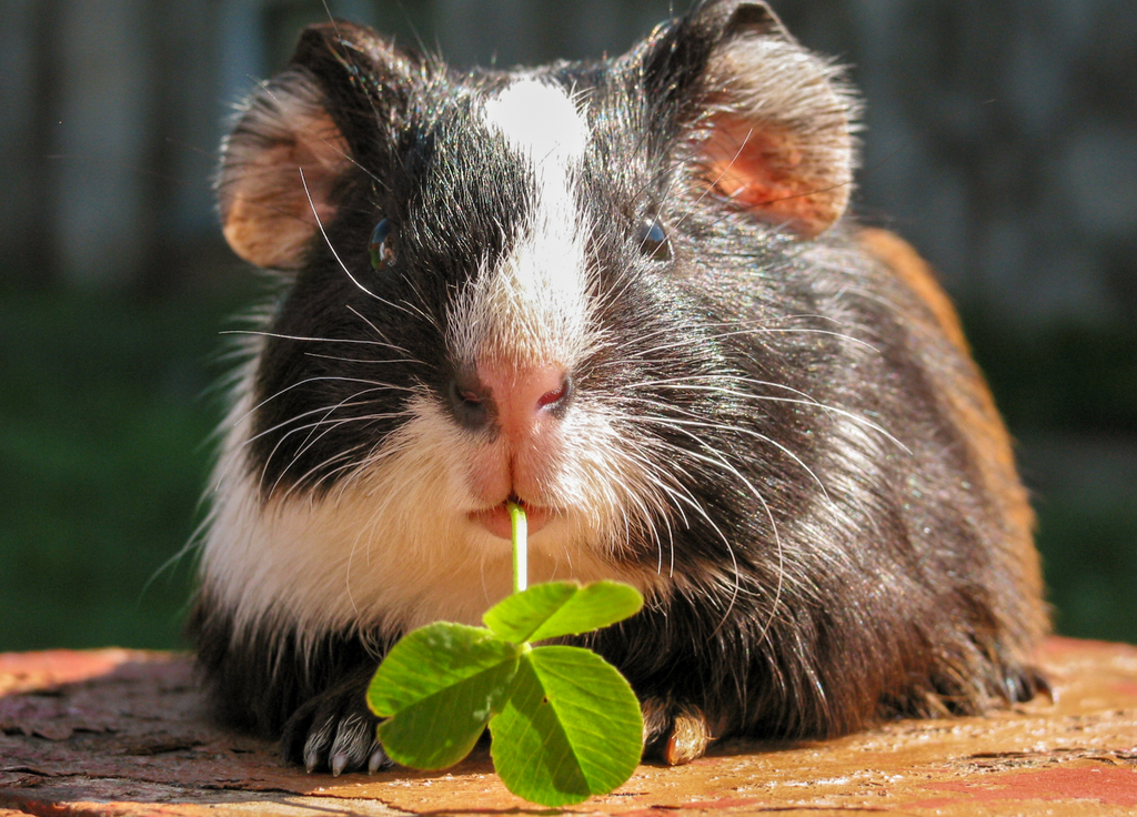 Guinea pig foraging herbs