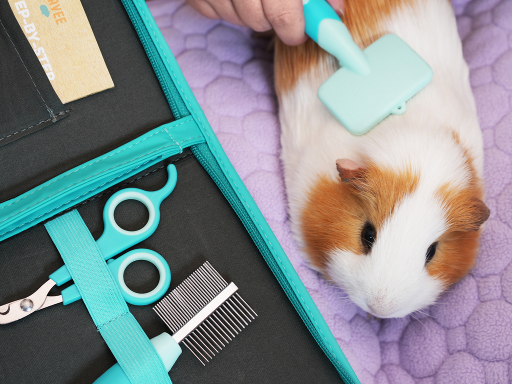 Guinea pig getting brushed with Kavee grooming kit