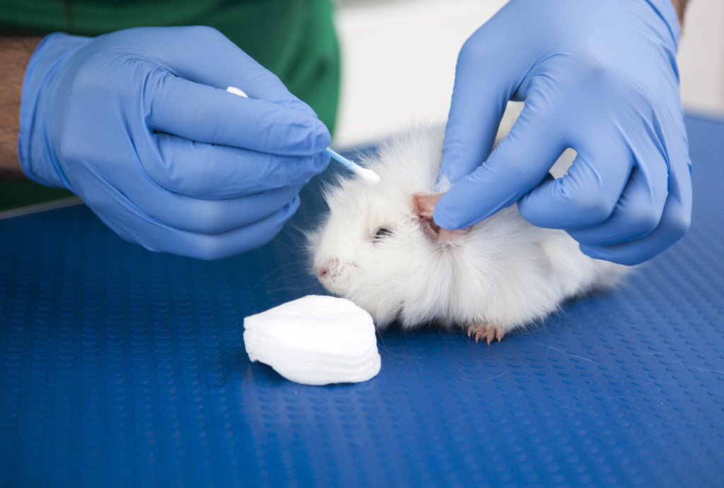 Guinea pig getting their ears cleaned by a vet