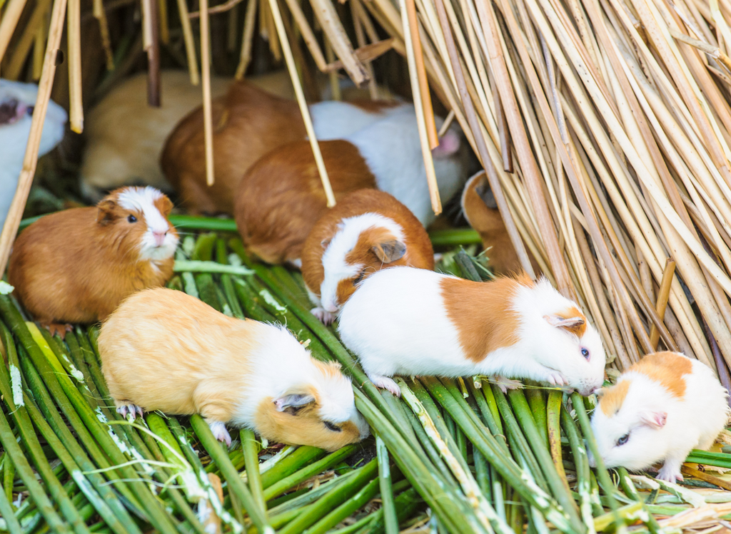 Herd of guinea pigs in the wild.