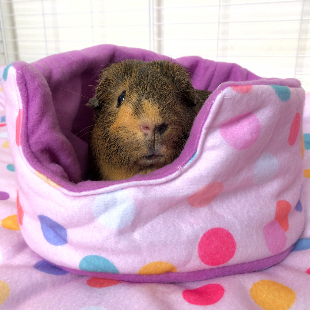 Brown guinea pig in a Kavee cuddle cup with pastel dots.
