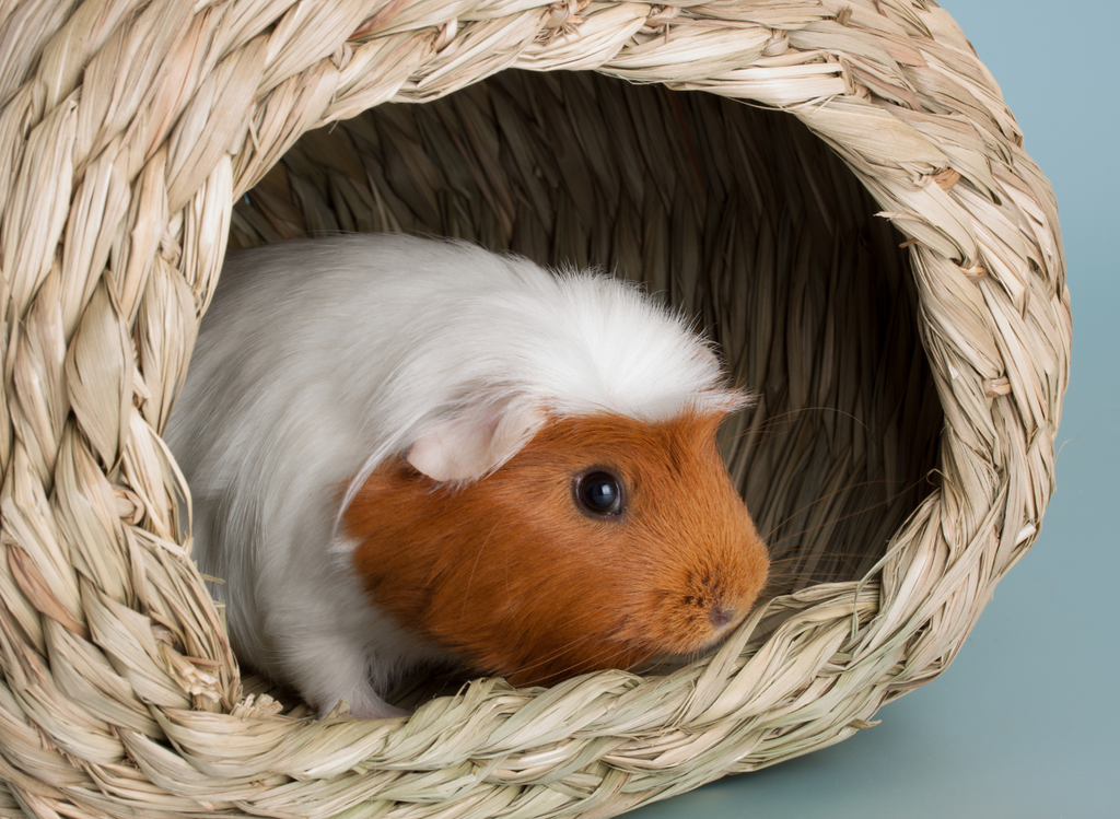 Guinea pig in a wooden basket.