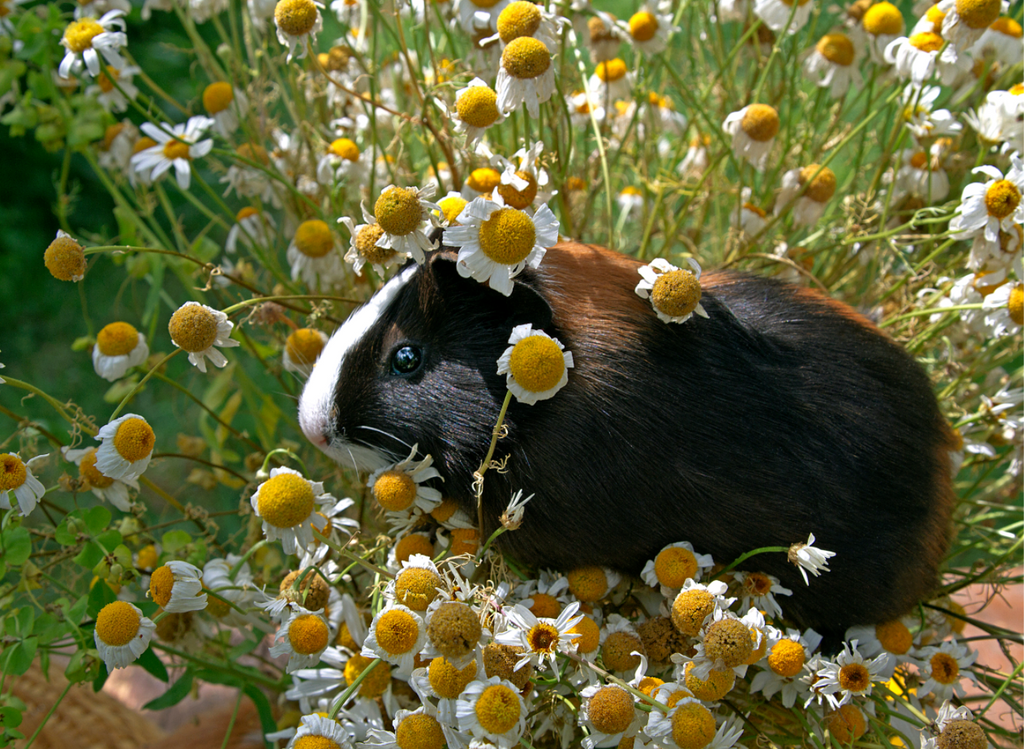 Guinea pig in a field with daisies.