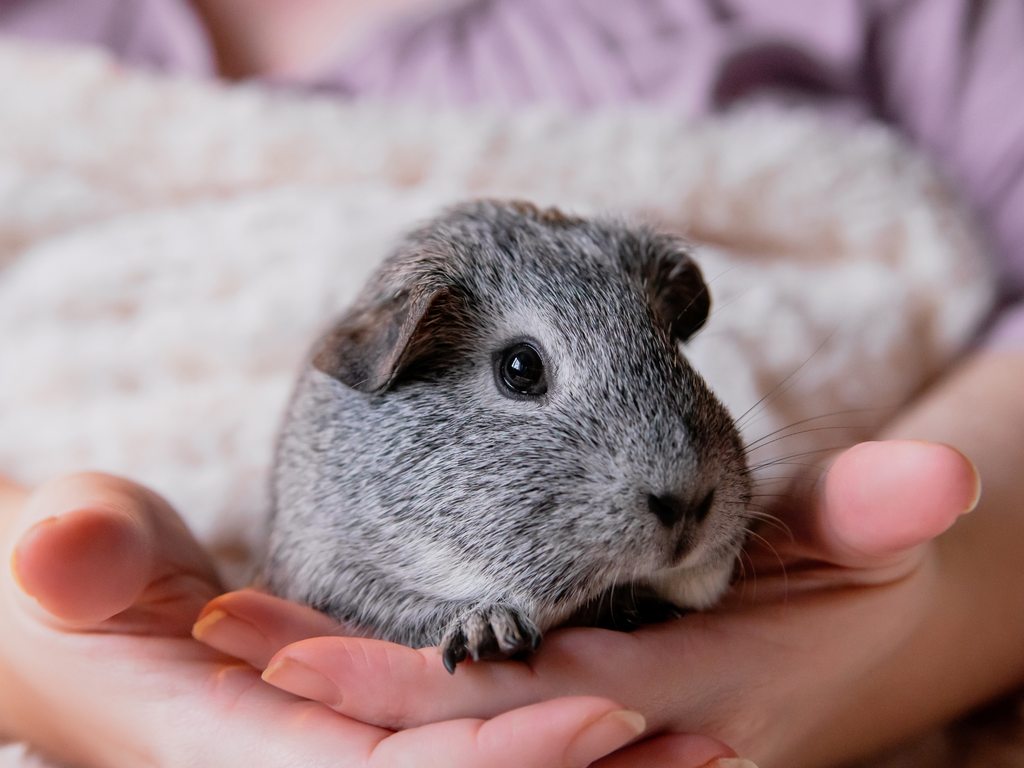Guinea pig in the hands of a person