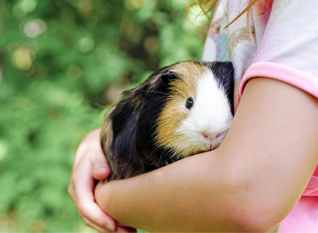 Guinea pig in the arms of a kid