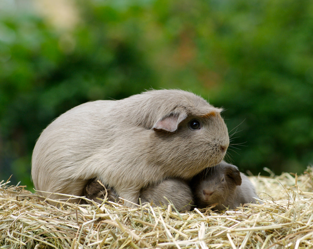 Mum guinea pig with her pups on a bed of hay.