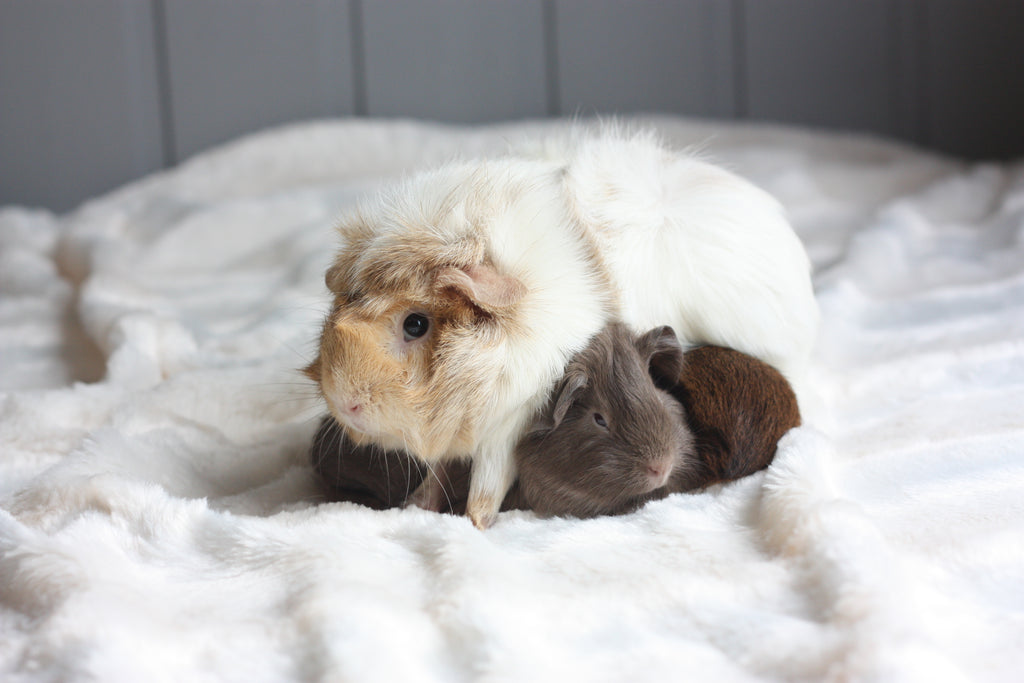 maman cochon d'inde avec ses petits sur un lit blanc