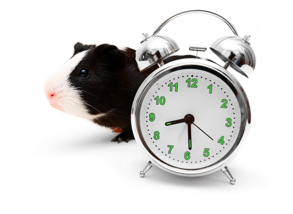 Black and white guinea pig next to an alarm clock.