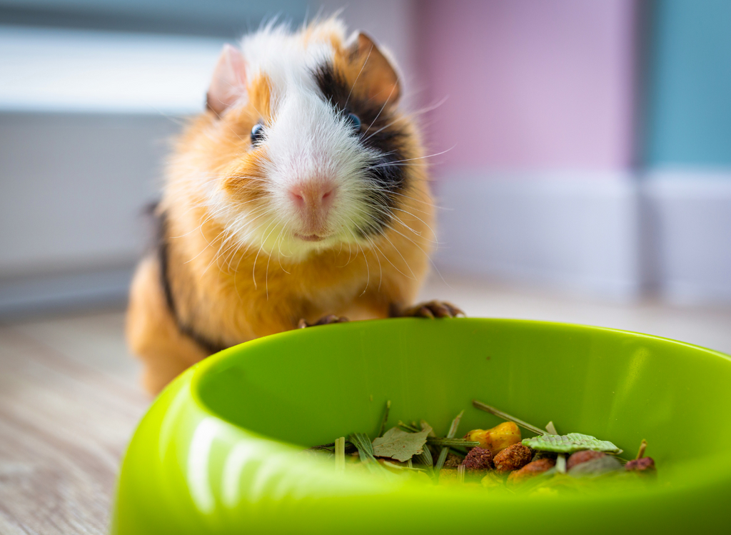 Guinea pig next to food bowl.