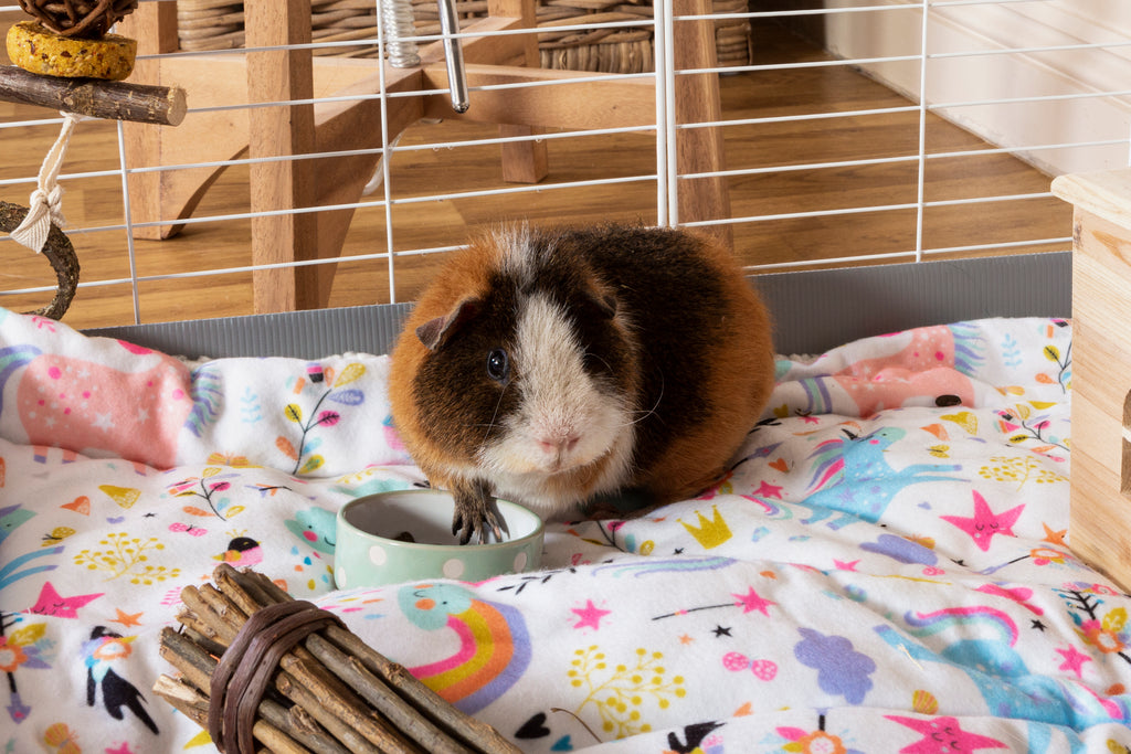 Guinea pig on Kavee unicorn fleece liner