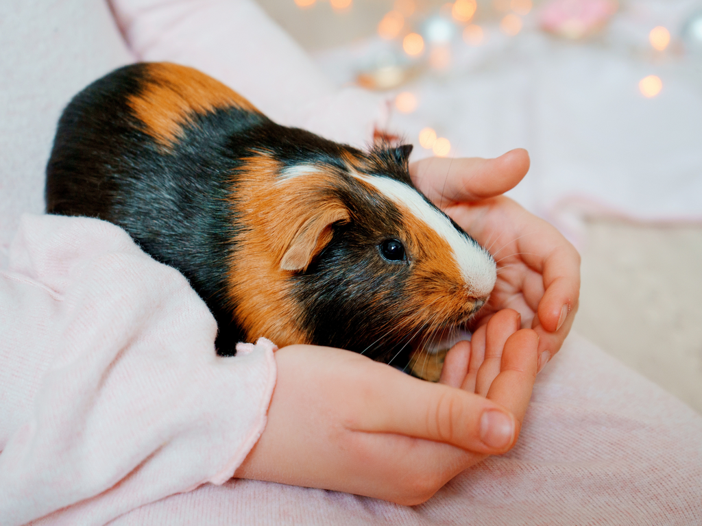 Guinea pig on a lap