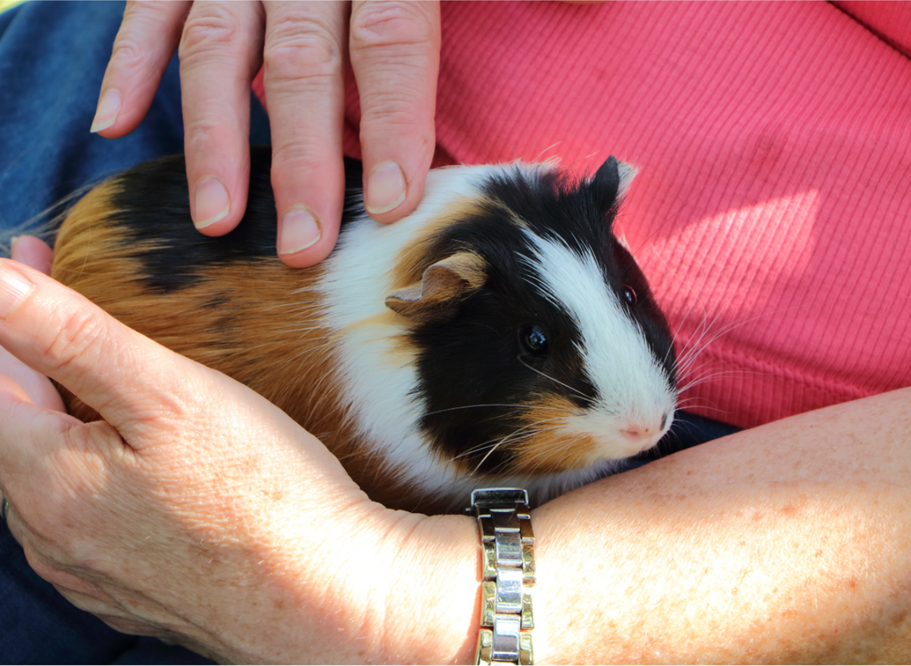 Guinea pig held in hands on a lap.