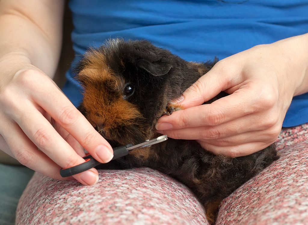 Guinea pig on a lap, getting their nails trimmed.