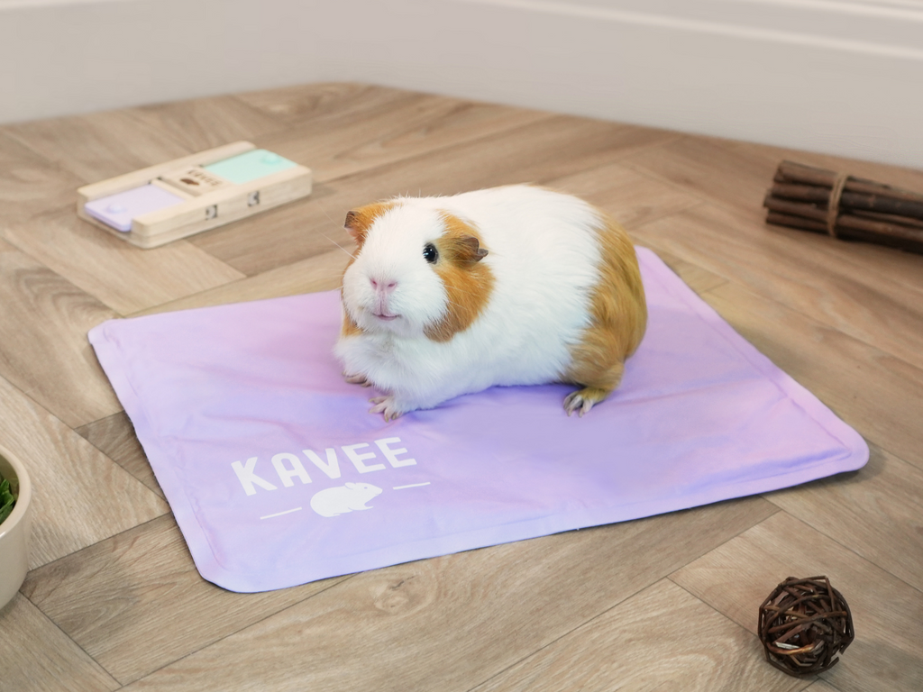 Guinea pig on top of the Kavee cooling mat