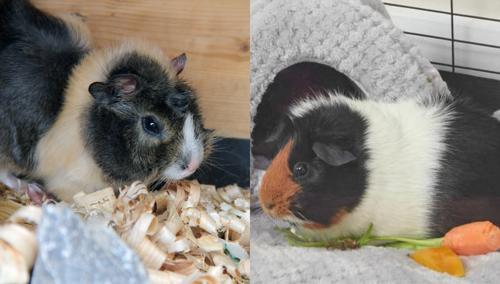 Guinea pig on a bed of wood shavings on the left and guinea pig on a Kavee gray fleece liner on the right