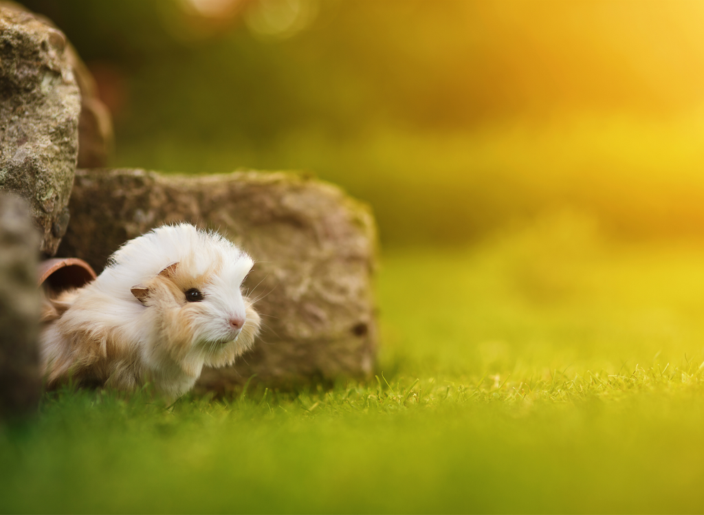 Guinea pig outside in the heat