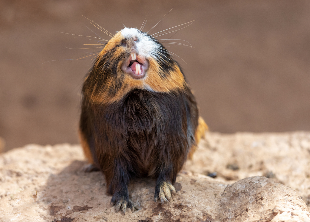 Guinea pig showing teeth