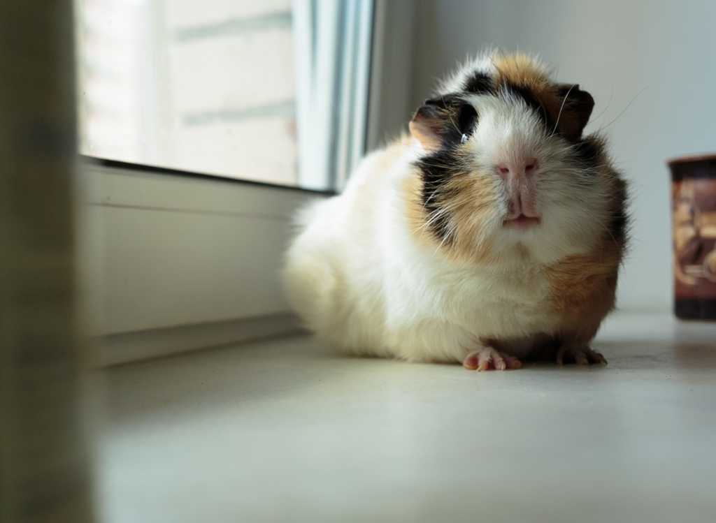 Guinea pig indoors sitting by the window