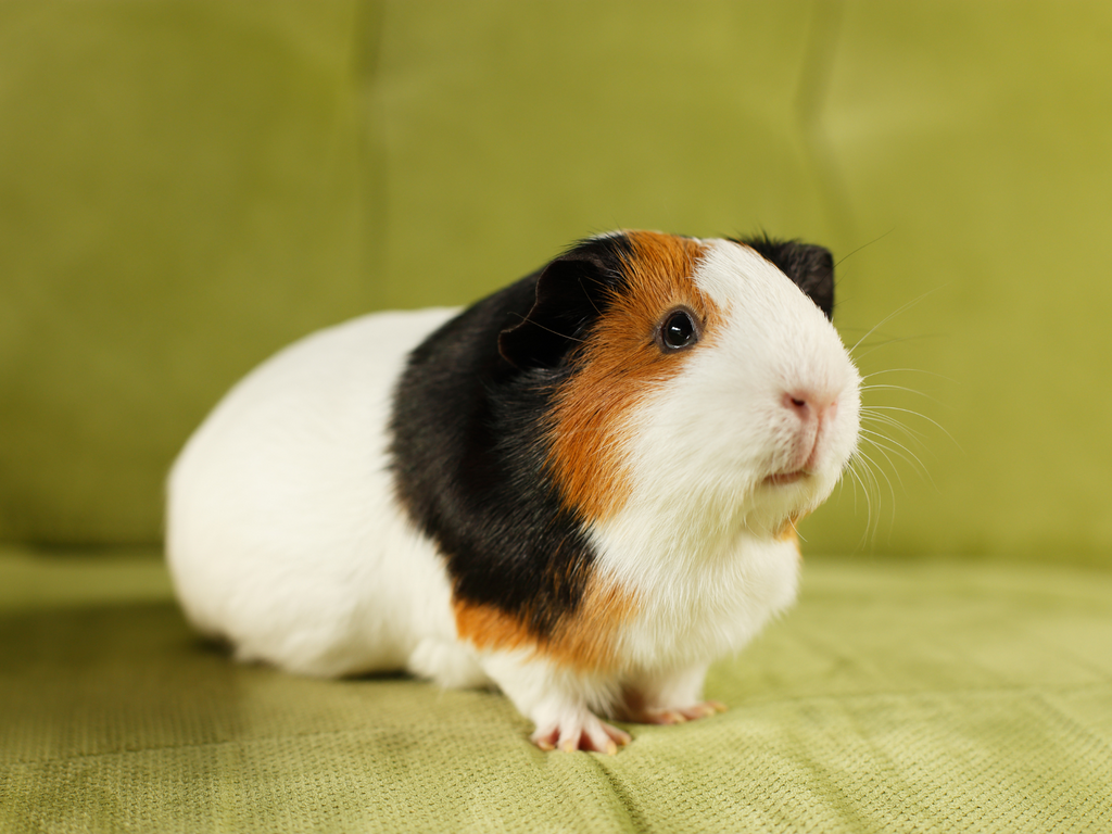 Guinea pig standing on a green couch