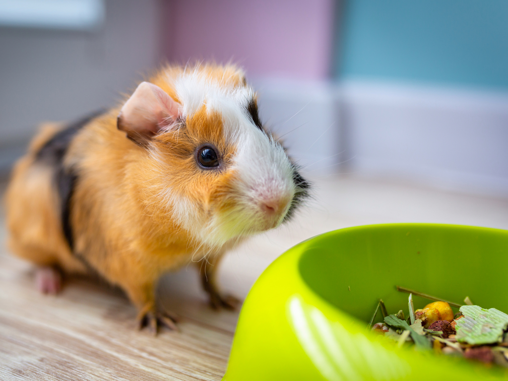 Guinea pig staring at food but not eating