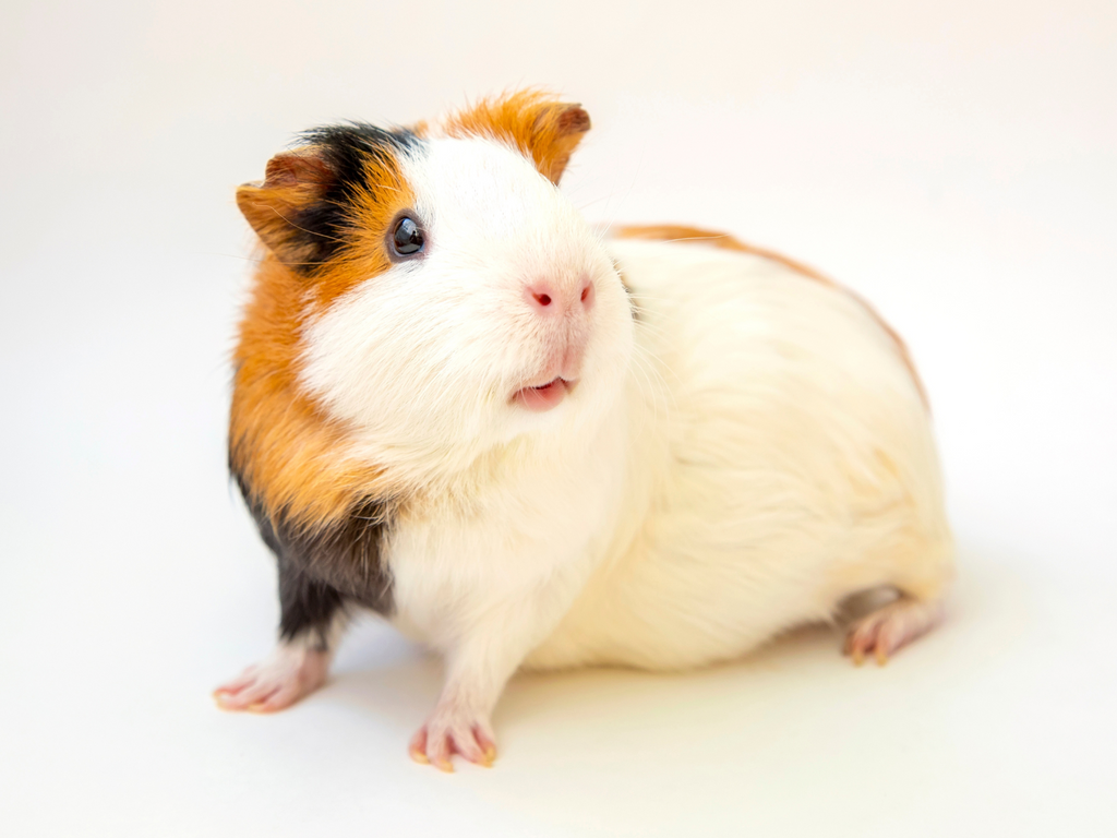 Guinea pig with shiny healthy coat