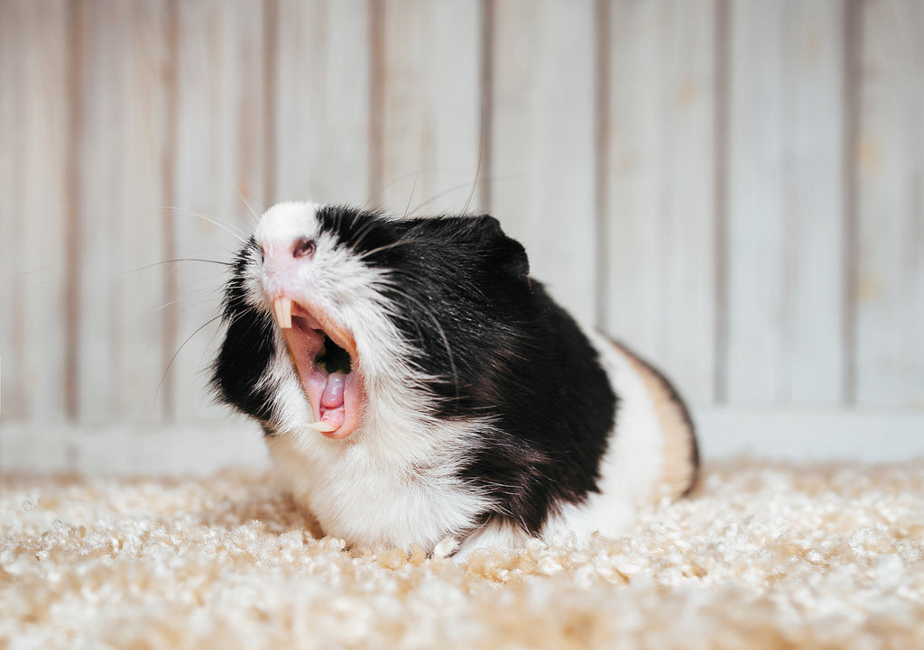 Guinea pig yawning on their bed.